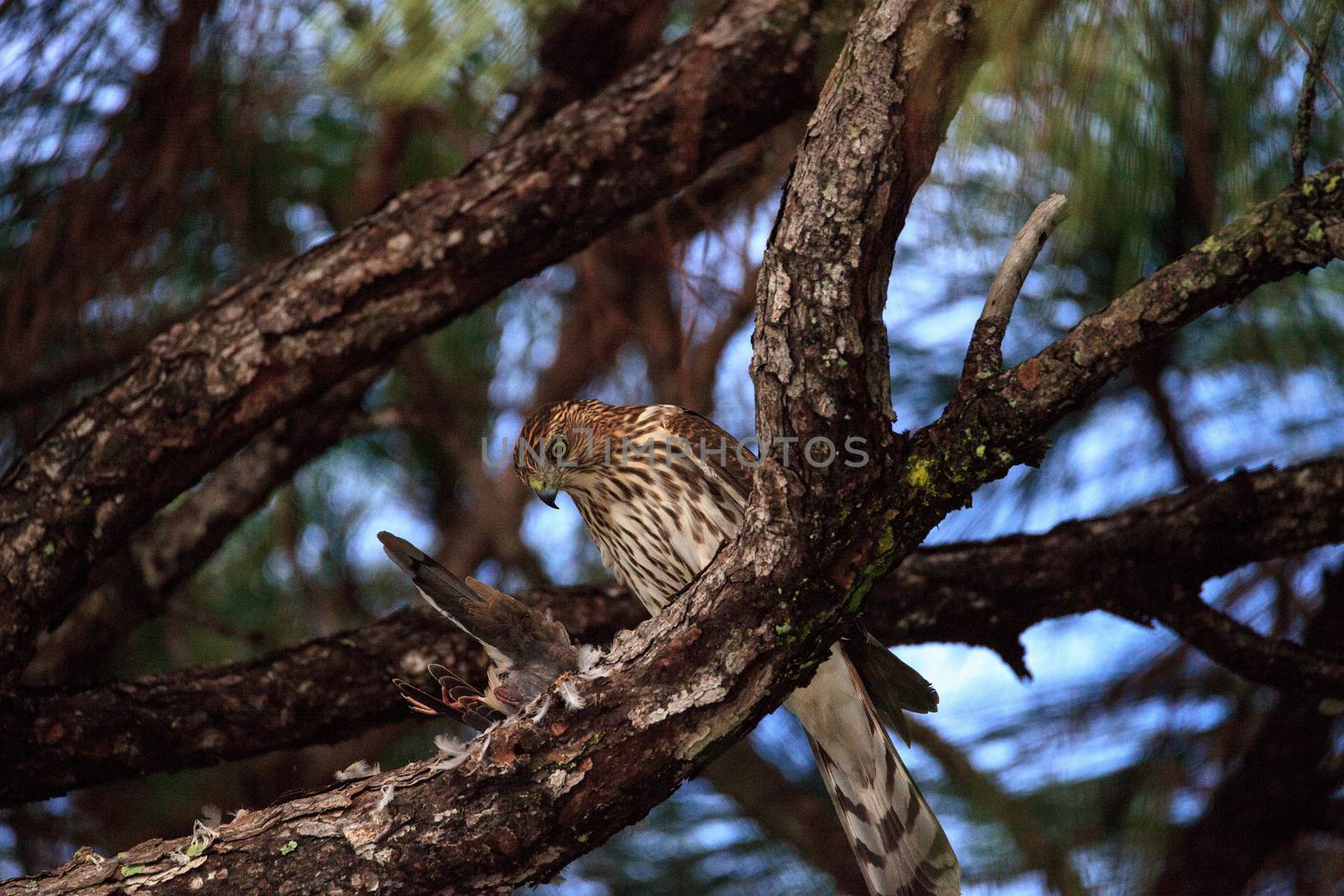 Juvenile light morph Red-tailed hawk Buteo jamaicensis eats a bl by steffstarr