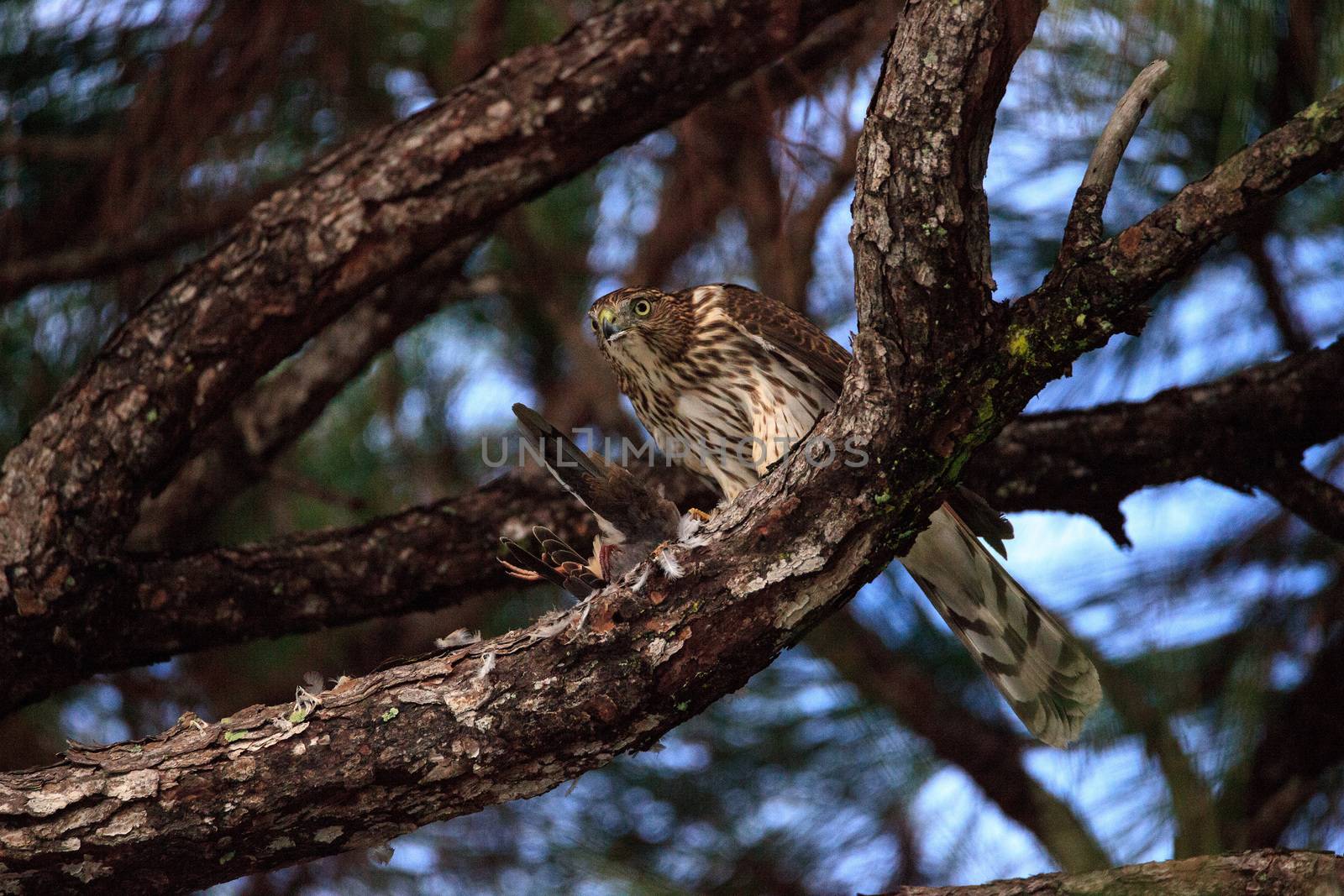 Juvenile light morph Red-tailed hawk Buteo jamaicensis eats a bl by steffstarr