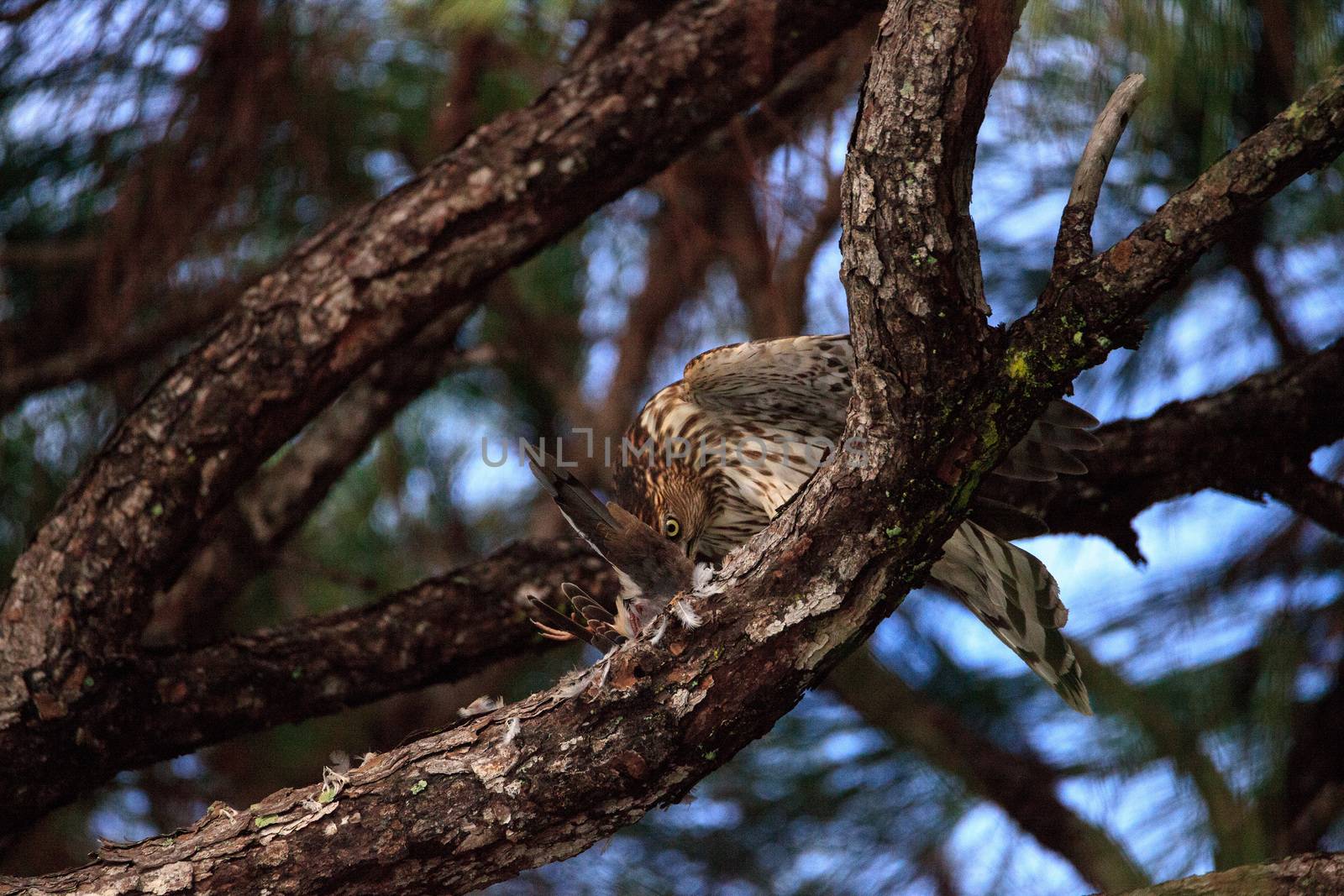 Juvenile light morph Red-tailed hawk Buteo jamaicensis eats a blue jay in a pine tree in Naples, Florida