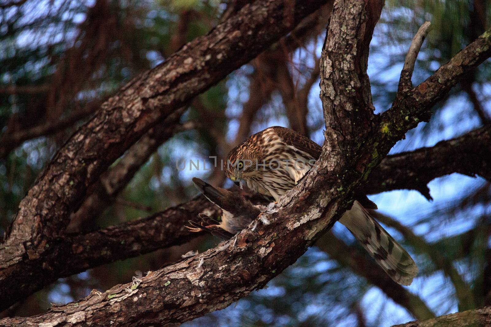 Juvenile light morph Red-tailed hawk Buteo jamaicensis eats a blue jay in a pine tree in Naples, Florida