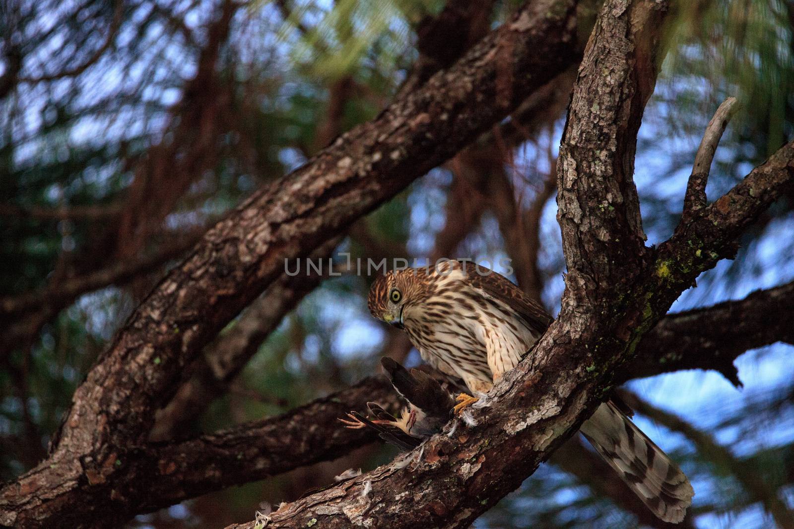 Juvenile light morph Red-tailed hawk Buteo jamaicensis eats a blue jay in a pine tree in Naples, Florida