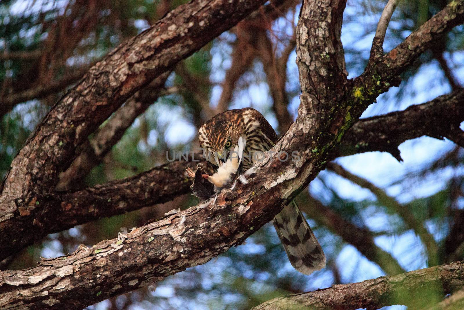 Juvenile light morph Red-tailed hawk Buteo jamaicensis eats a blue jay in a pine tree in Naples, Florida