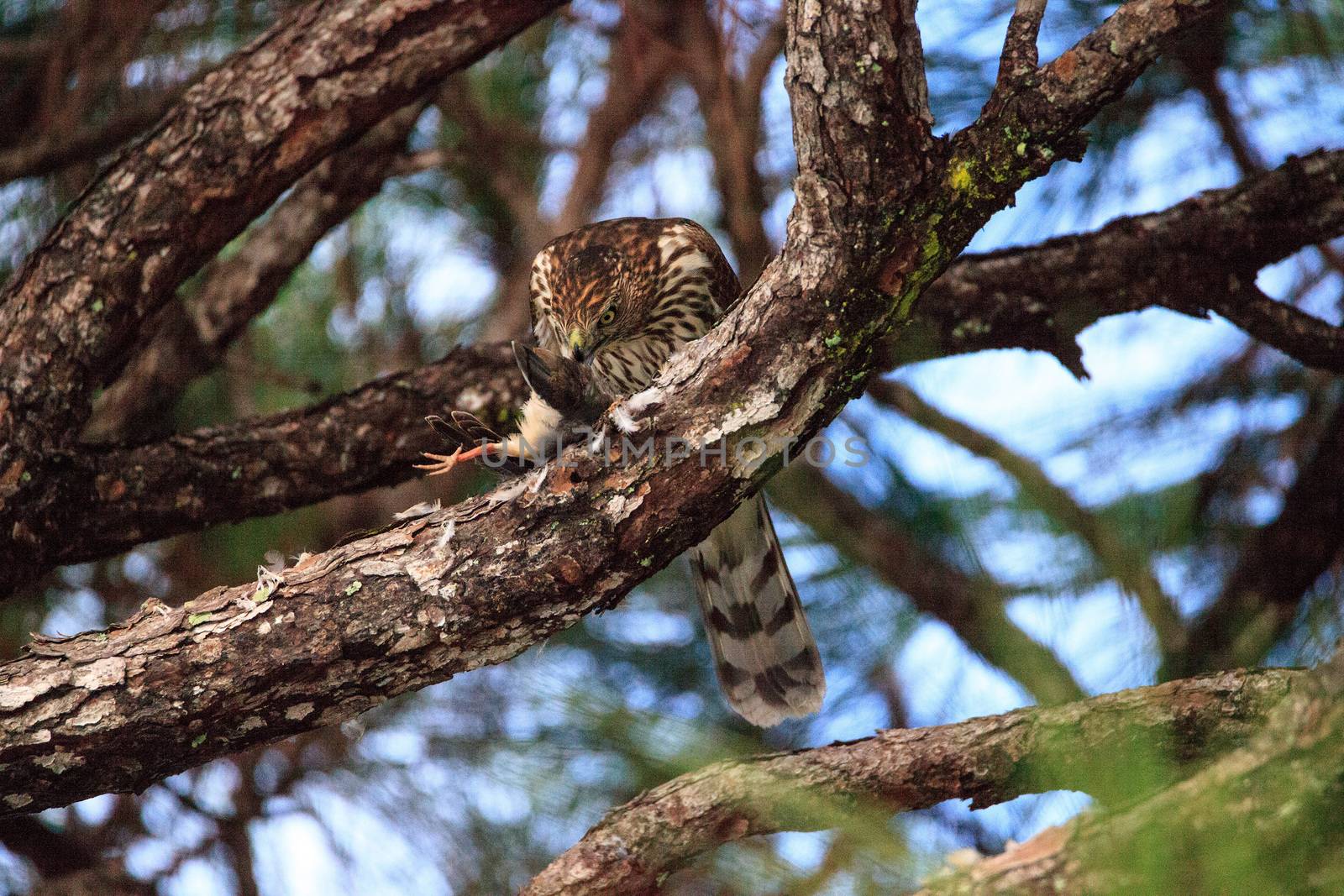 Juvenile light morph Red-tailed hawk Buteo jamaicensis eats a blue jay in a pine tree in Naples, Florida