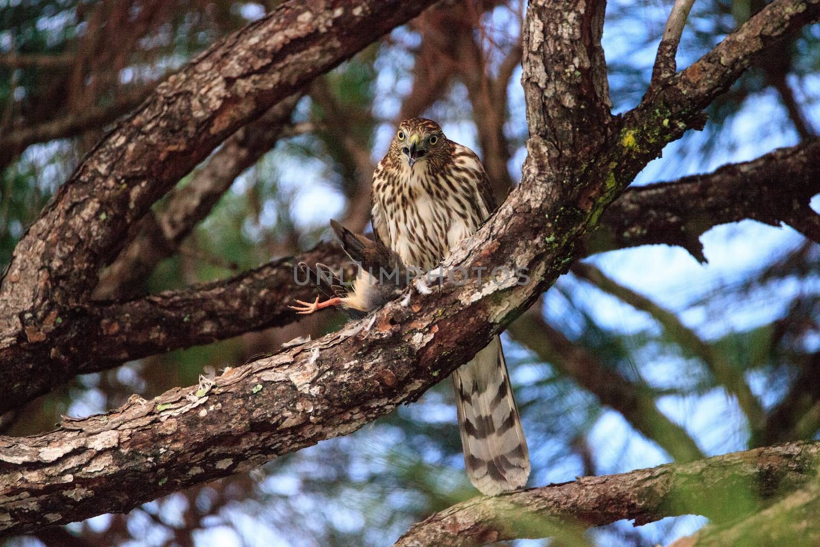 Juvenile light morph Red-tailed hawk Buteo jamaicensis eats a blue jay in a pine tree in Naples, Florida