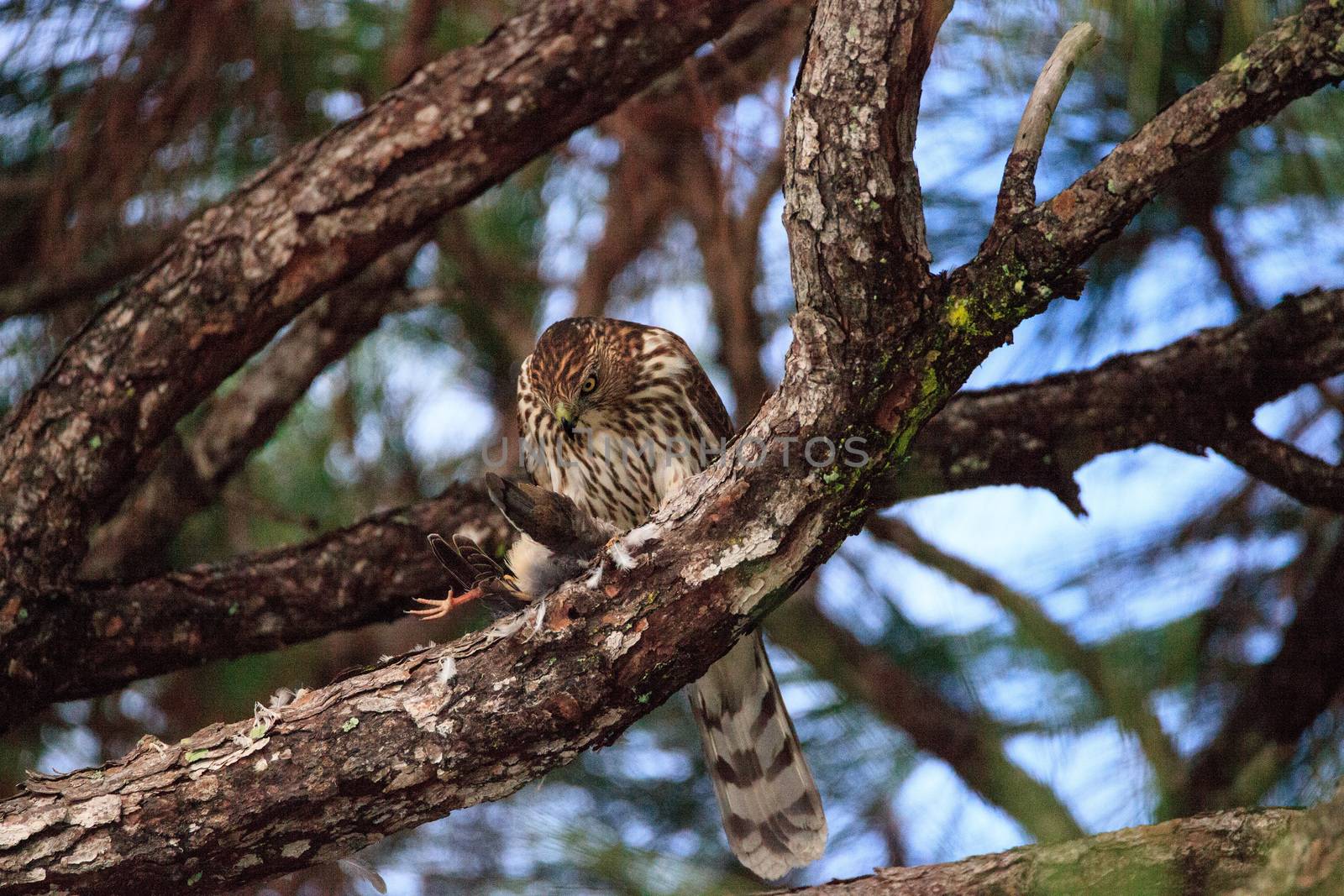 Juvenile light morph Red-tailed hawk Buteo jamaicensis eats a blue jay in a pine tree in Naples, Florida