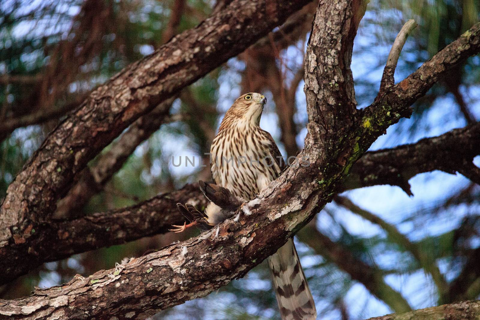 Juvenile light morph Red-tailed hawk Buteo jamaicensis eats a blue jay in a pine tree in Naples, Florida