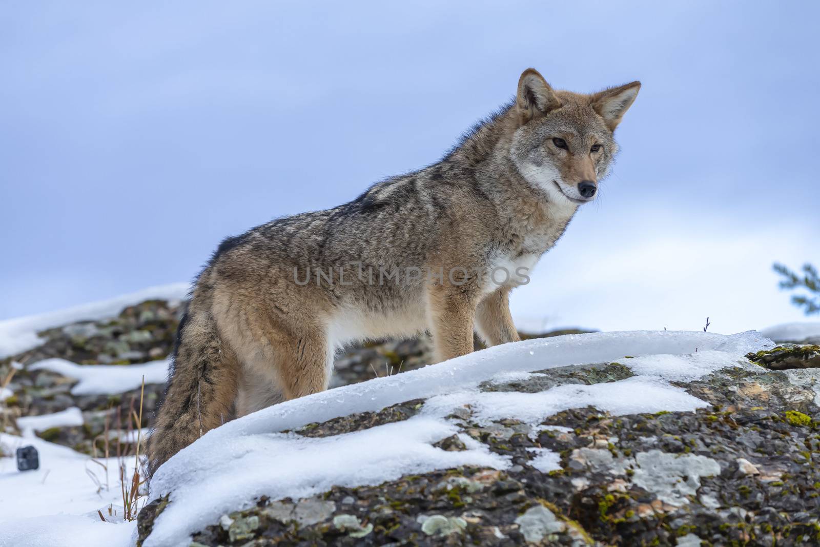 A Coyote searches for a meal in the snowy mountains of Montana.