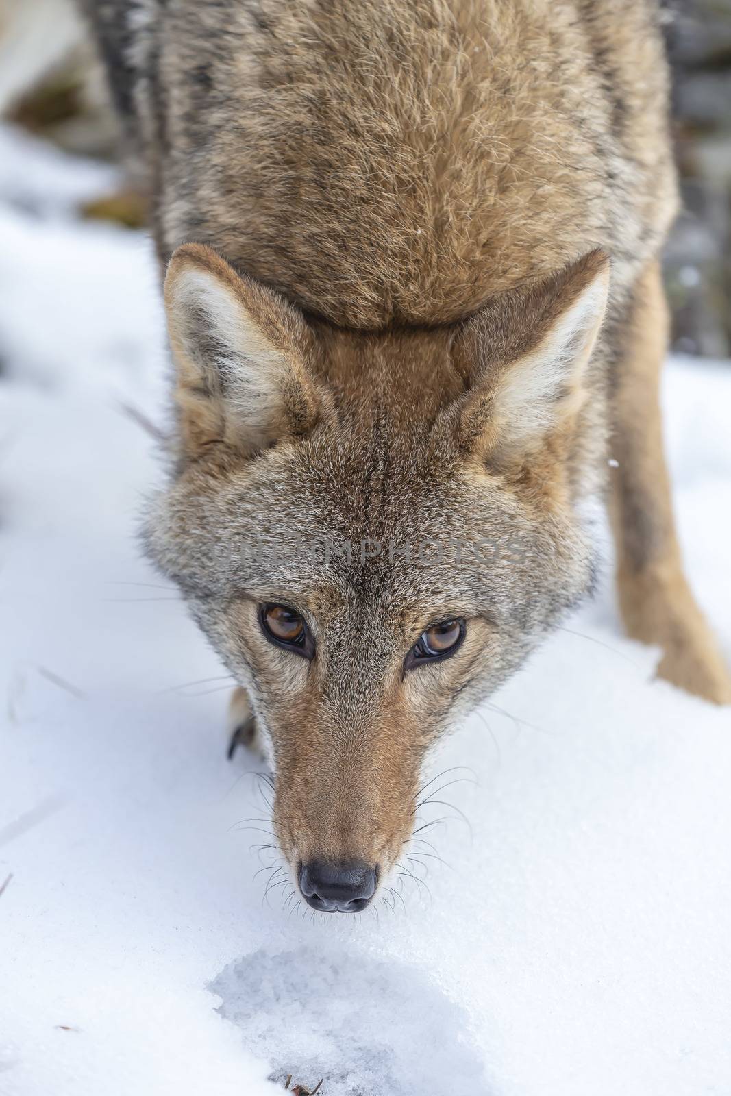 A Coyote searches for a meal in the snowy mountains of Montana.