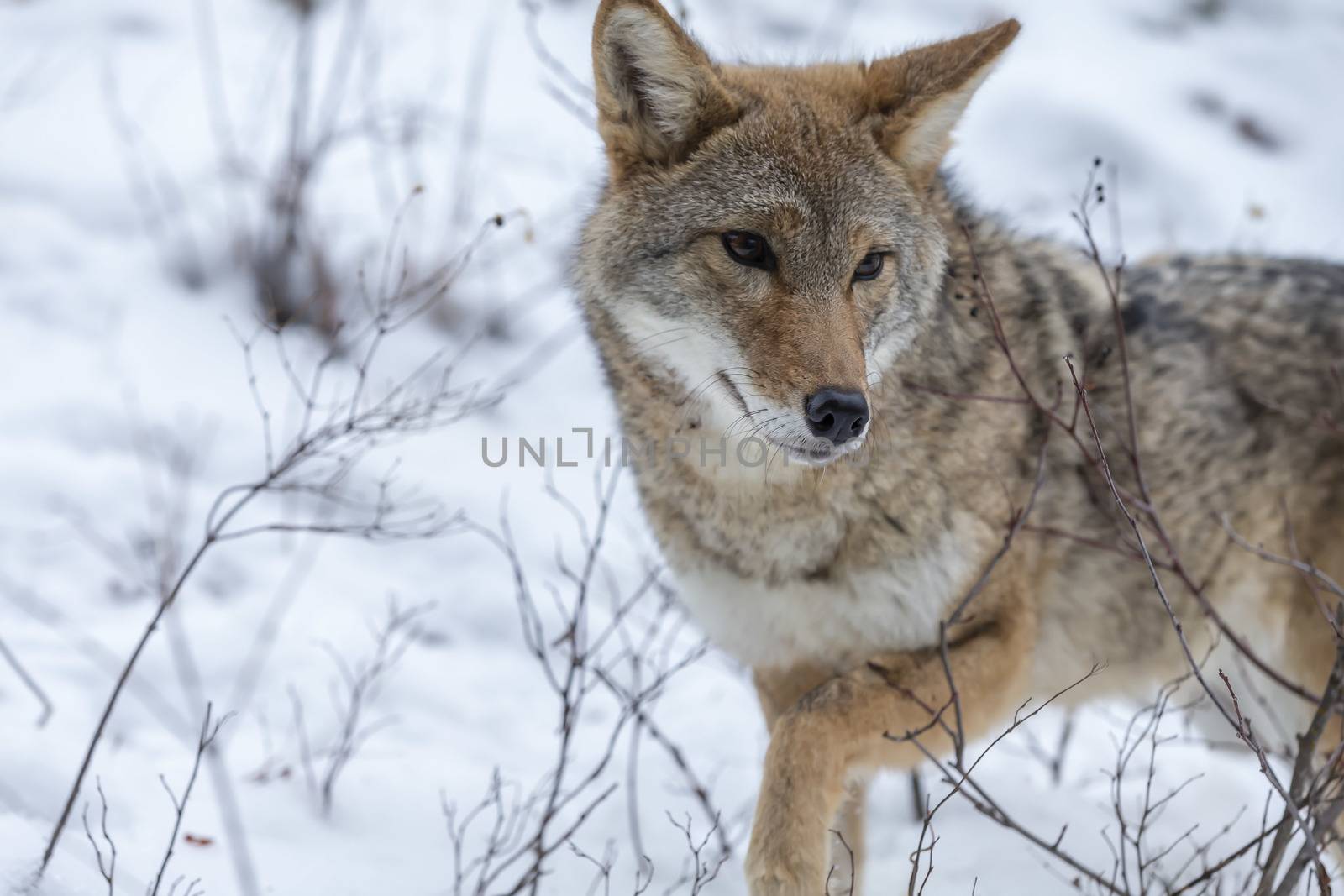 A Coyote searches for a meal in the snowy mountains of Montana.