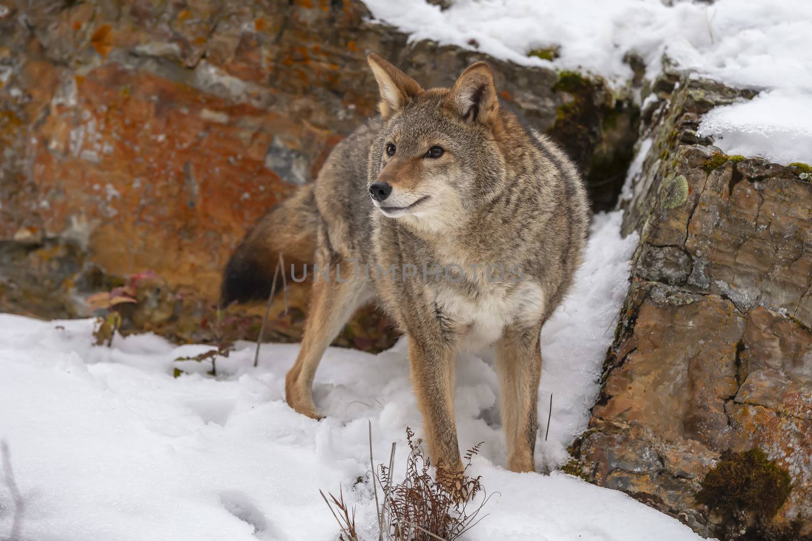 A Coyote searches for a meal in the snowy mountains of Montana.