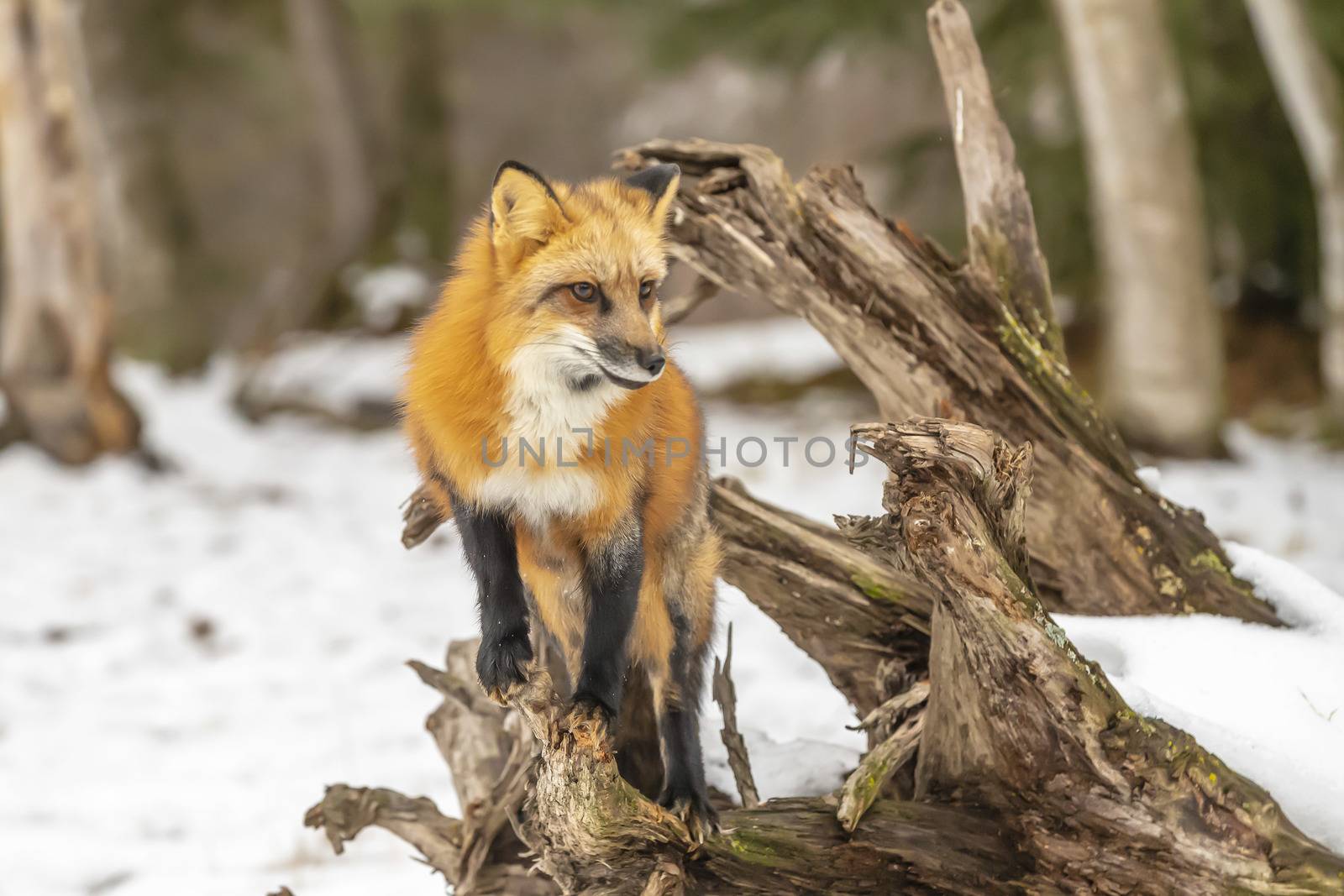 A Red Fox hunting for pray in a snowy environment