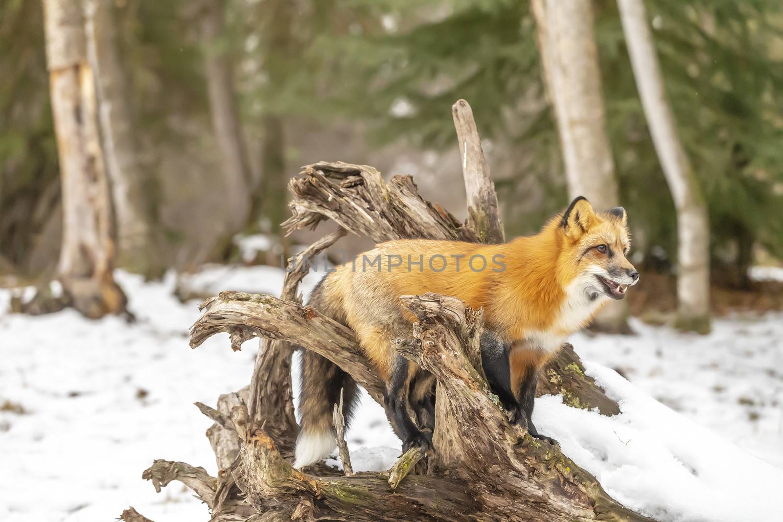 A Red Fox hunting for pray in a snowy environment