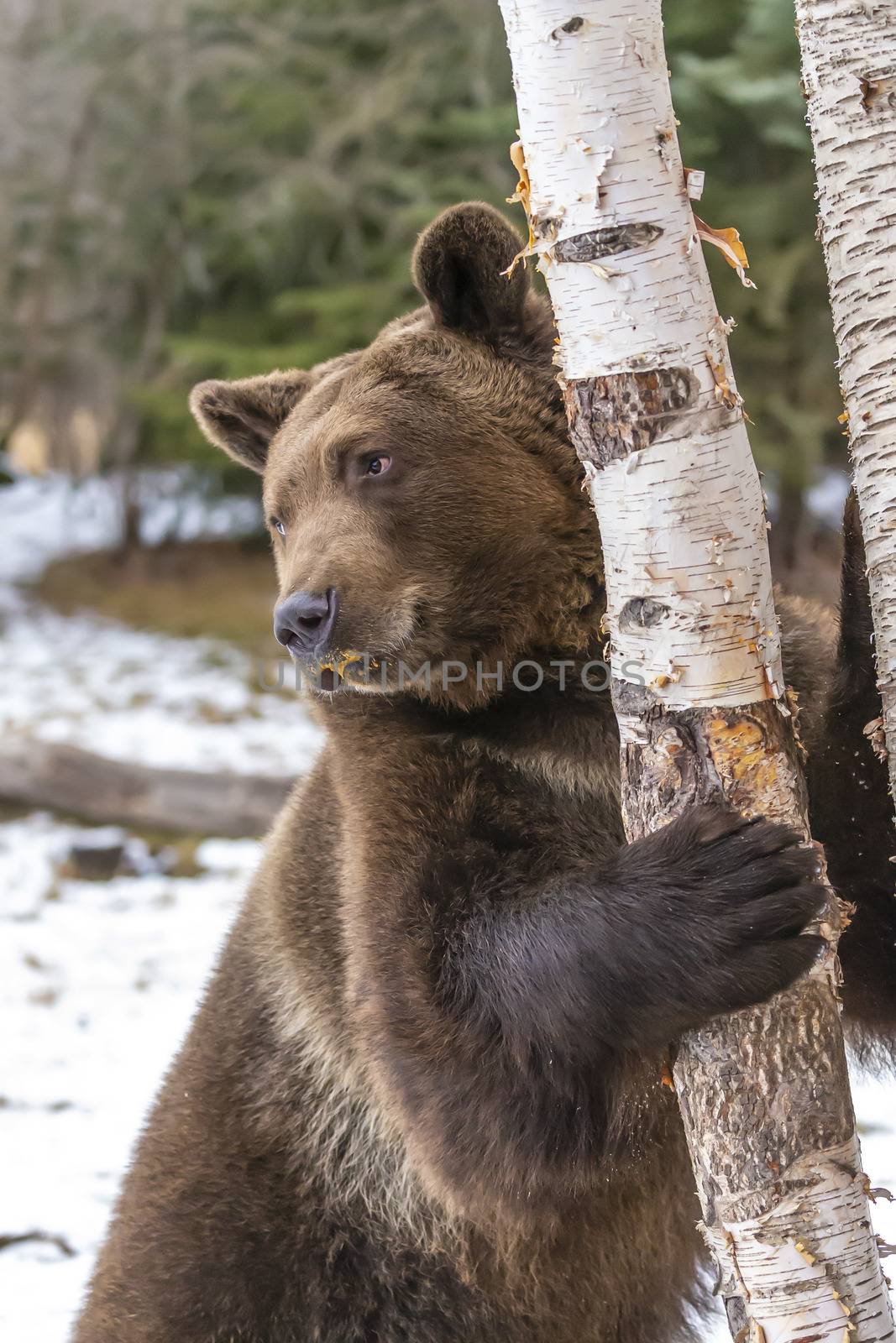 A Grizzly Bear enjoys the winter weather in Montana