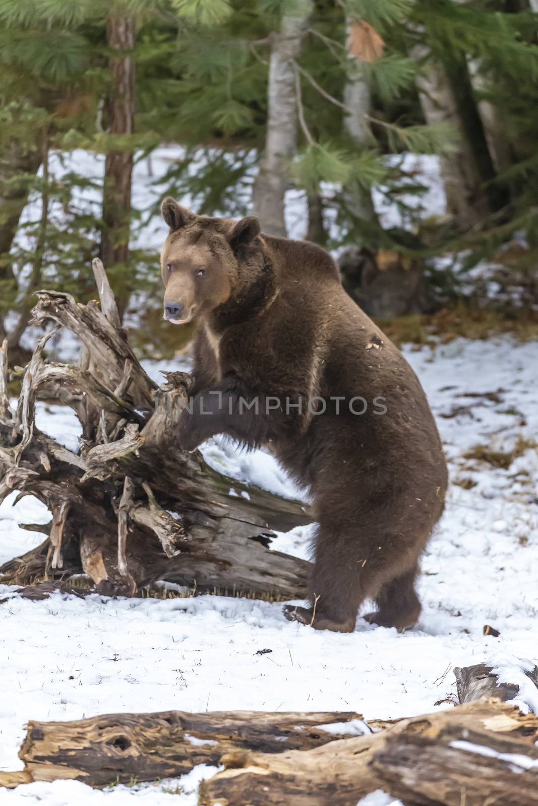 A Grizzly Bear enjoys the winter weather in Montana