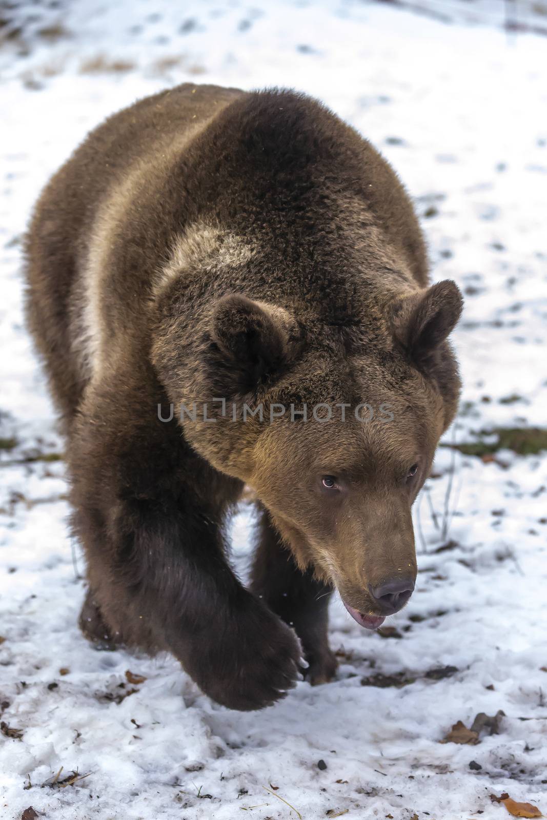 A Grizzly Bear enjoys the winter weather in Montana