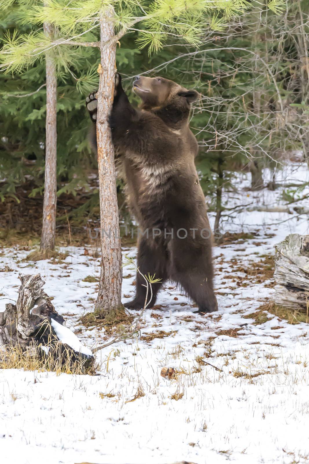 A Grizzly Bear enjoys the winter weather in Montana