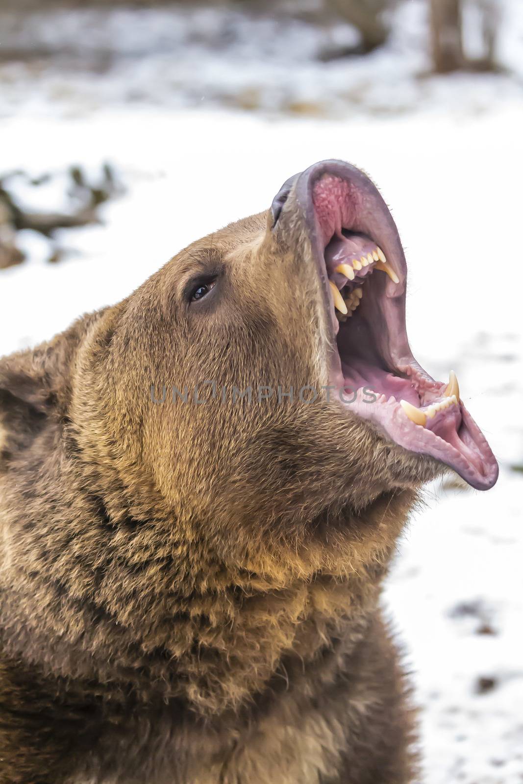 A Grizzly Bear enjoys the winter weather in Montana