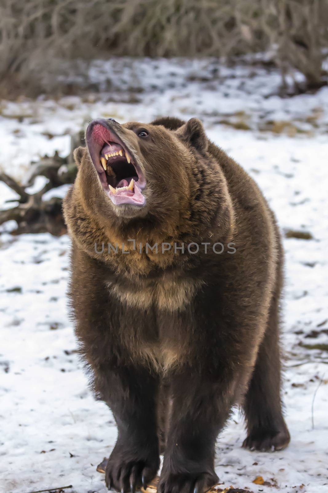 A Grizzly Bear enjoys the winter weather in Montana