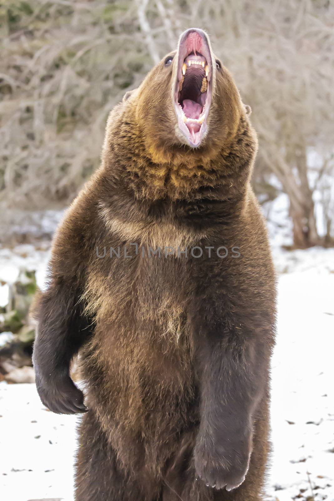 A Grizzly Bear enjoys the winter weather in Montana