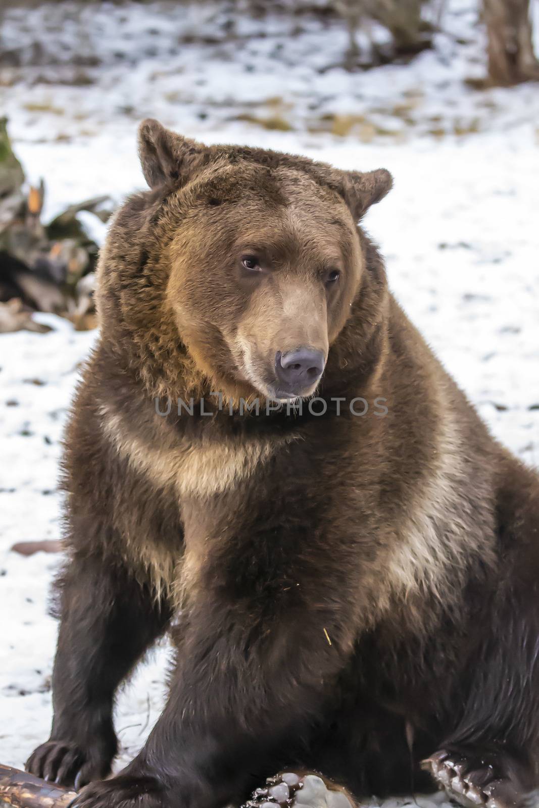 A Grizzly Bear enjoys the winter weather in Montana