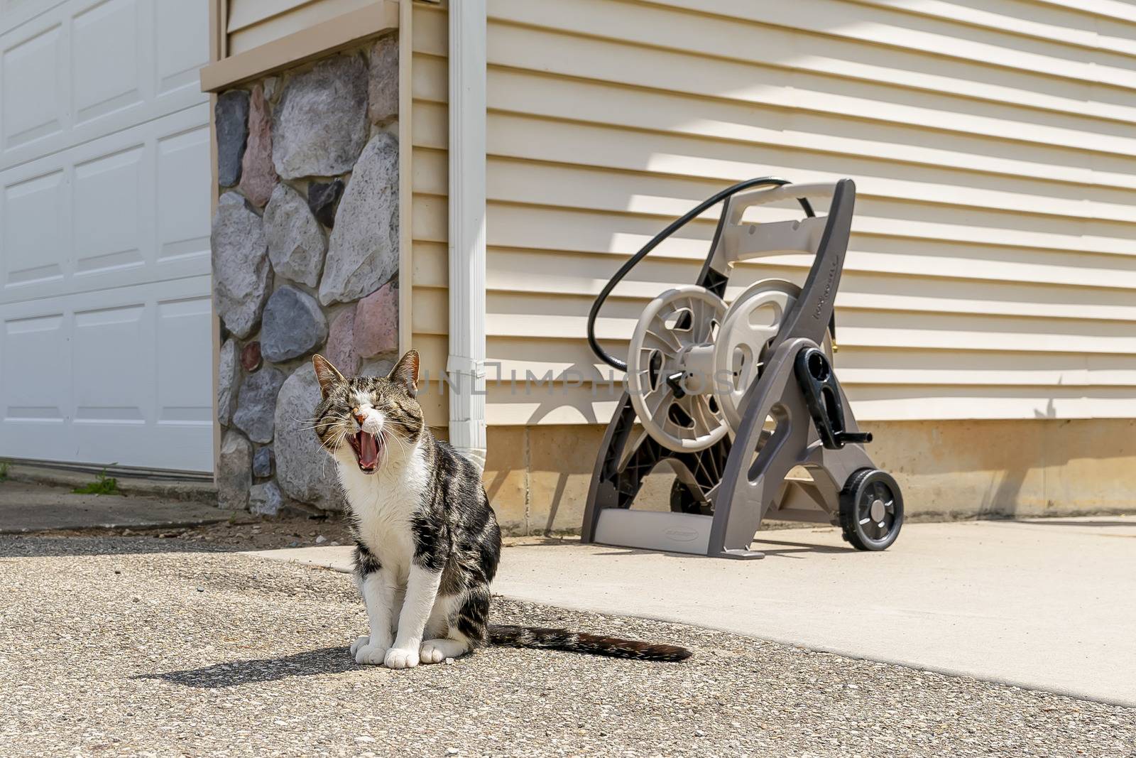 A beautiful family house cat pauses for a portrait in an outdoor environment