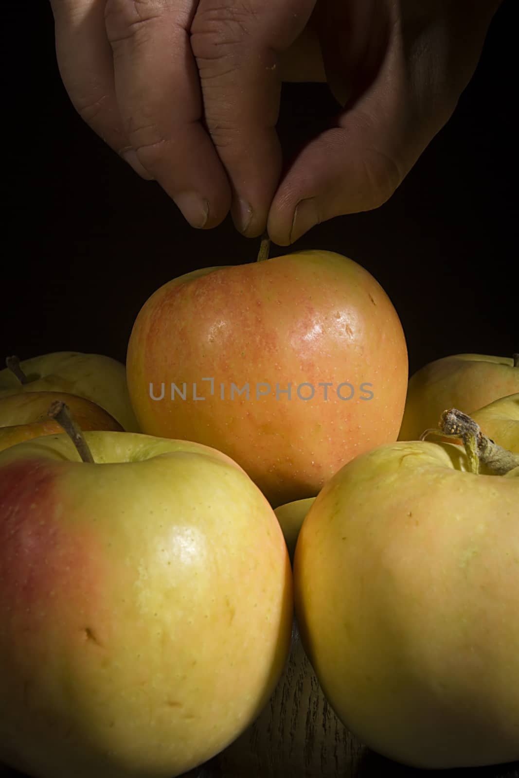 Male hand picks a ripe fresh apple