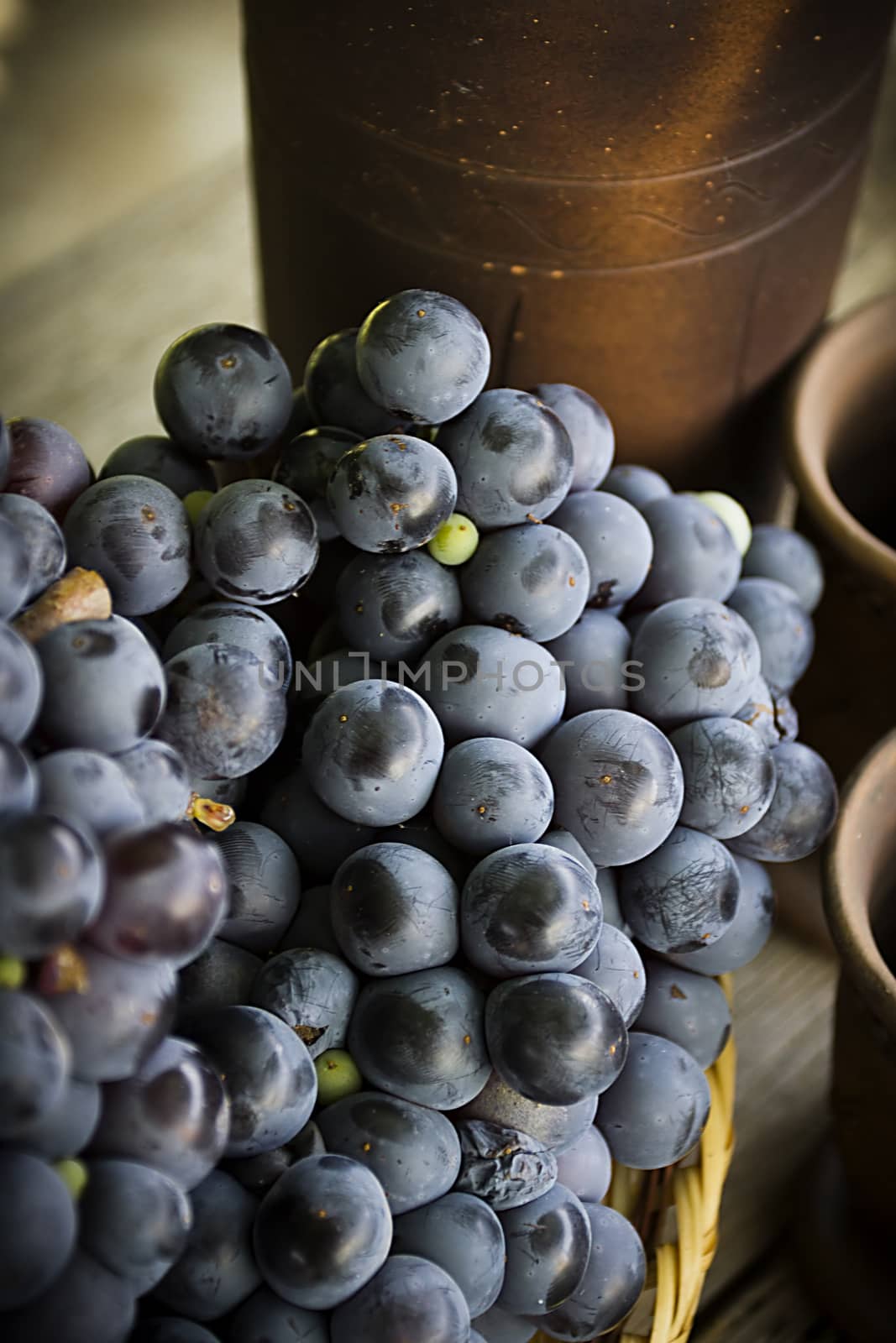 Dark blue grapes wine varieties closeup outdoors