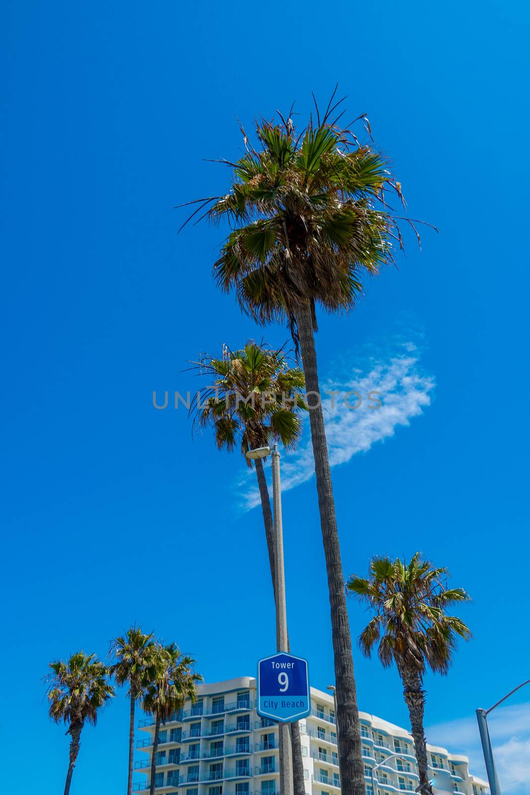 Palm trees with blue sky and building on the background. California, USA