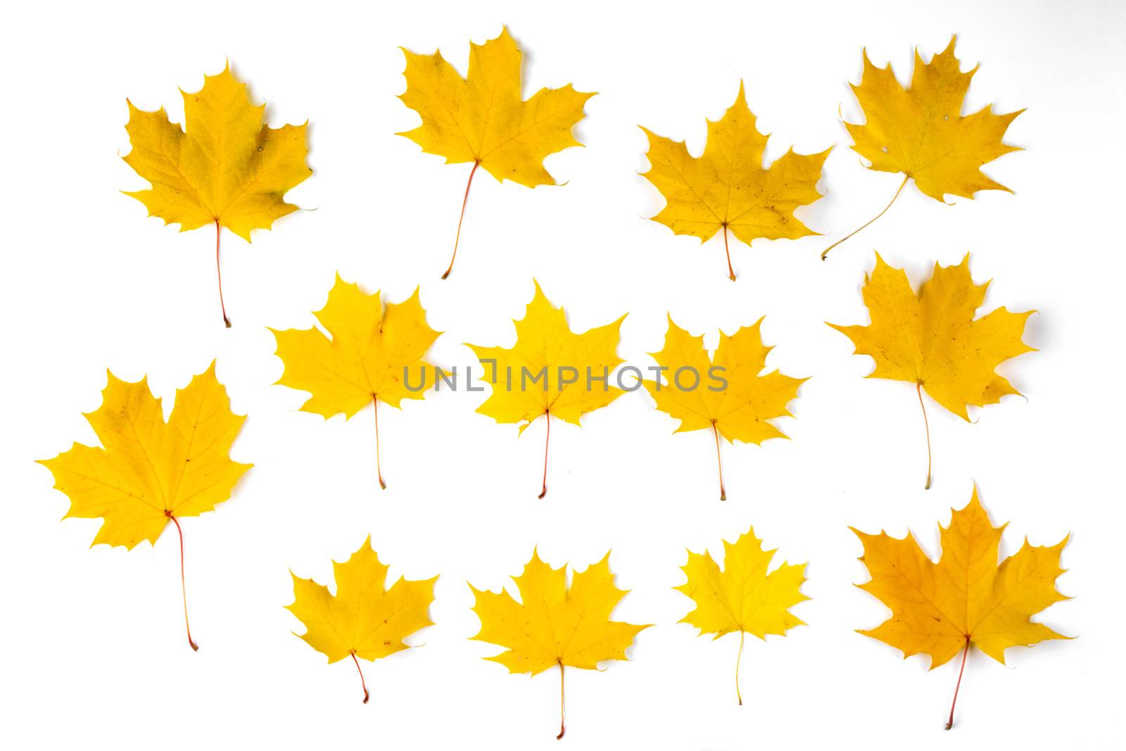 Set of orange autumn maple leaves isolated over white background