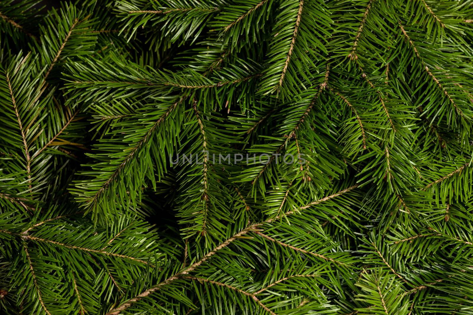 Background of green fir branches by Yellowj