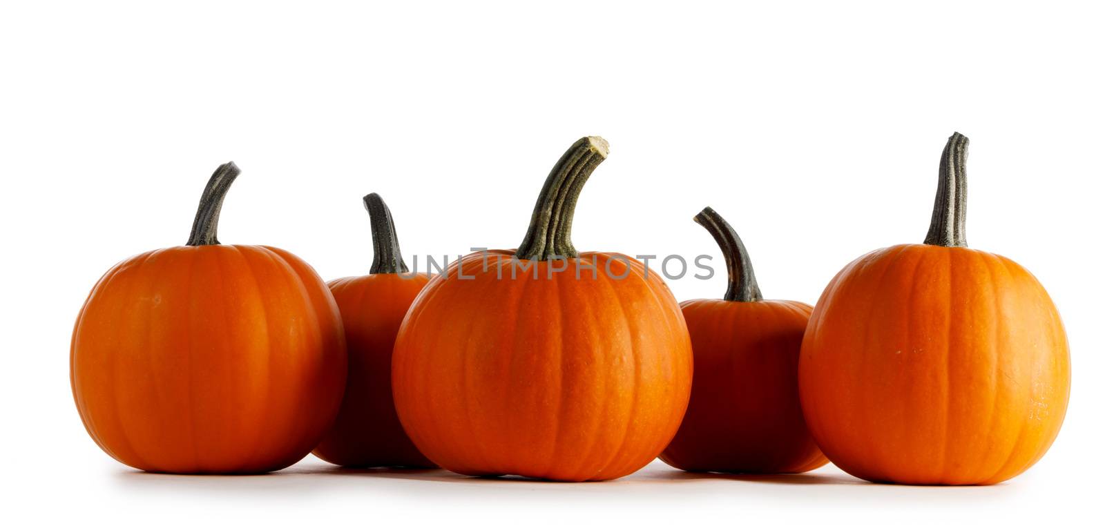 Row of orange pumpkins in a row isolated on white background, Halloween concept