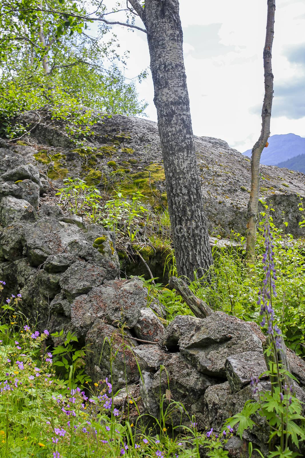 Beautiful Norwegian landscape with trees firs mountains and rocks. Norway Nature.