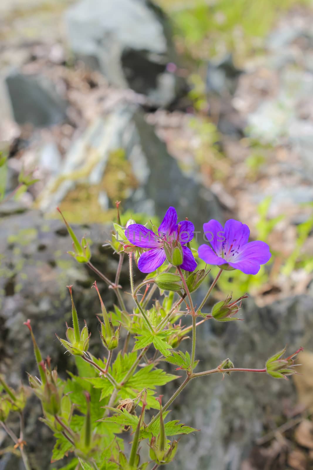 Beautiful meadow flower, purple geranium. Summer landscape in Hemsedal, Viken, Buskerud, Norway.