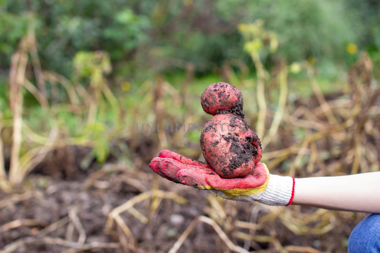 Digging potatoes in the garden. A large potato in your hand. Time for a good potato harvest. Family farmers. Seasonal work.