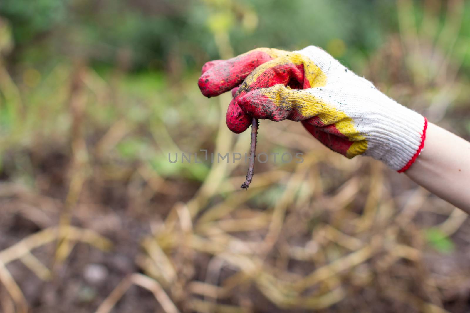 Digging potatoes in the garden. Worms in the hand. Time of harvest, planting potatoes. Family farmers. Seasonal work.