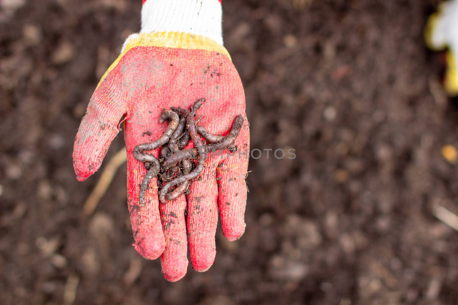 Digging potatoes in the garden. Worms in the hand. Time of harvest, planting potatoes. Family farmers. Seasonal work.