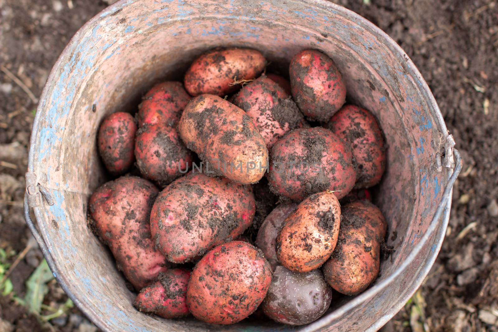 Digging potatoes in the garden. Collected potatoes in a bucket. Time of harvest, planting potatoes. Family farmers. Seasonal work.