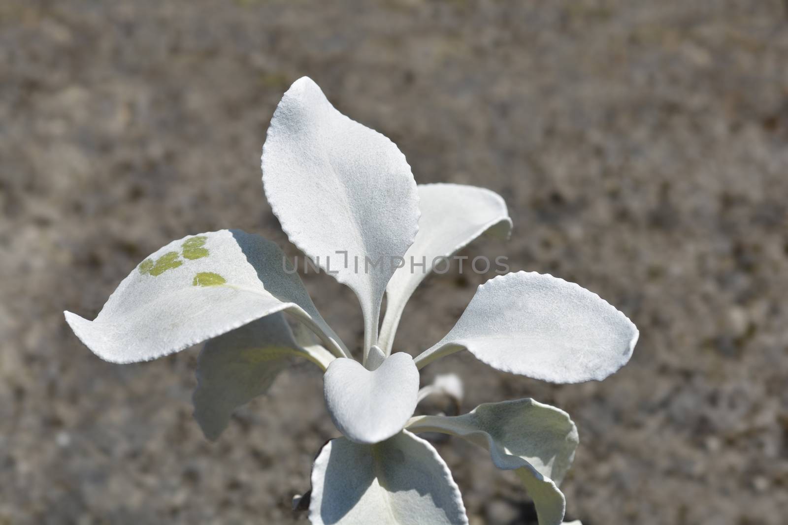 Shining-white ragwort Angel Wings leaves - Latin name - Senecio candidans Angel Wings