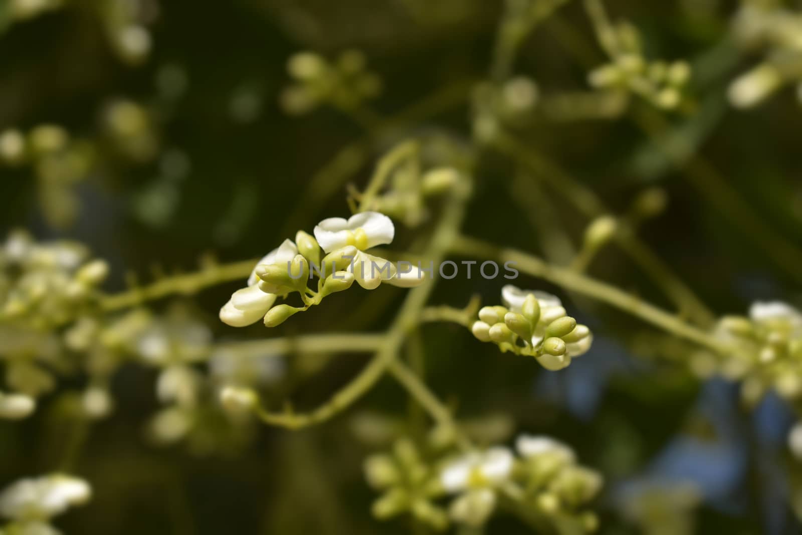 Weeping Japanese pagoda tree flowers - Latin name - Sophora japonica pendula