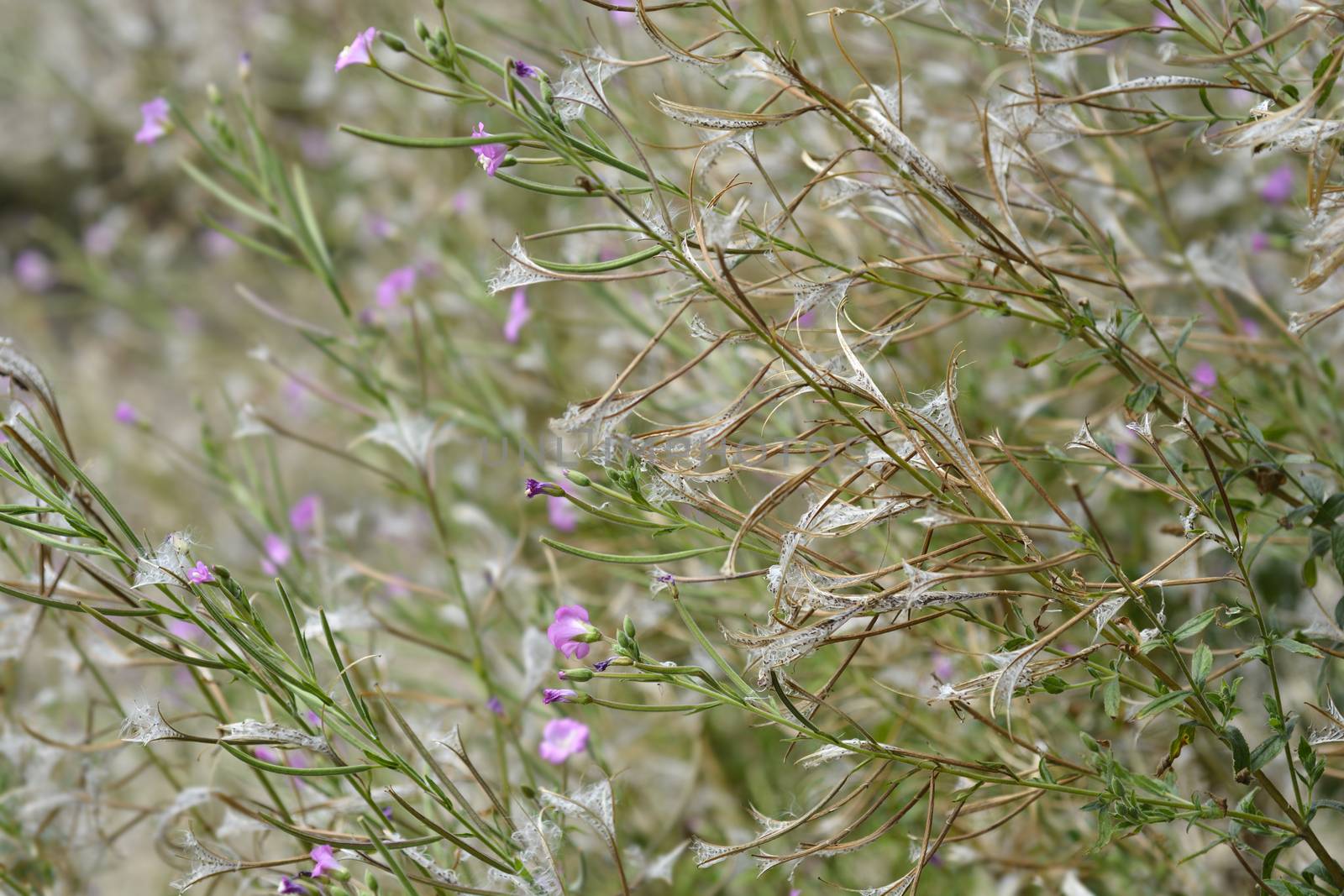 Great hairy willowherb flowers and seeds - Latin name - Epilobium hirsutum