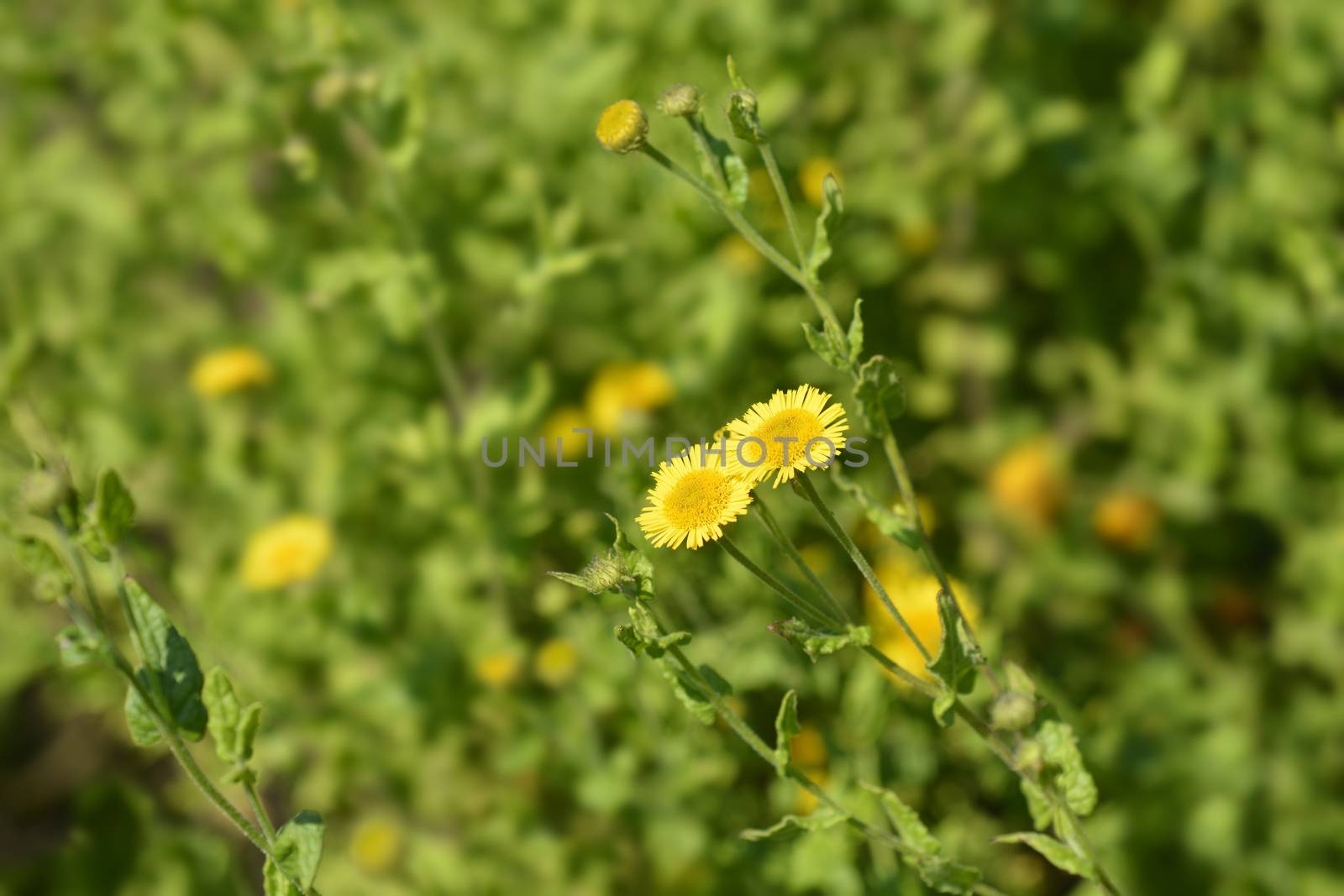 Small fleabane flowers - Latin name - Pulicaria vulgaris