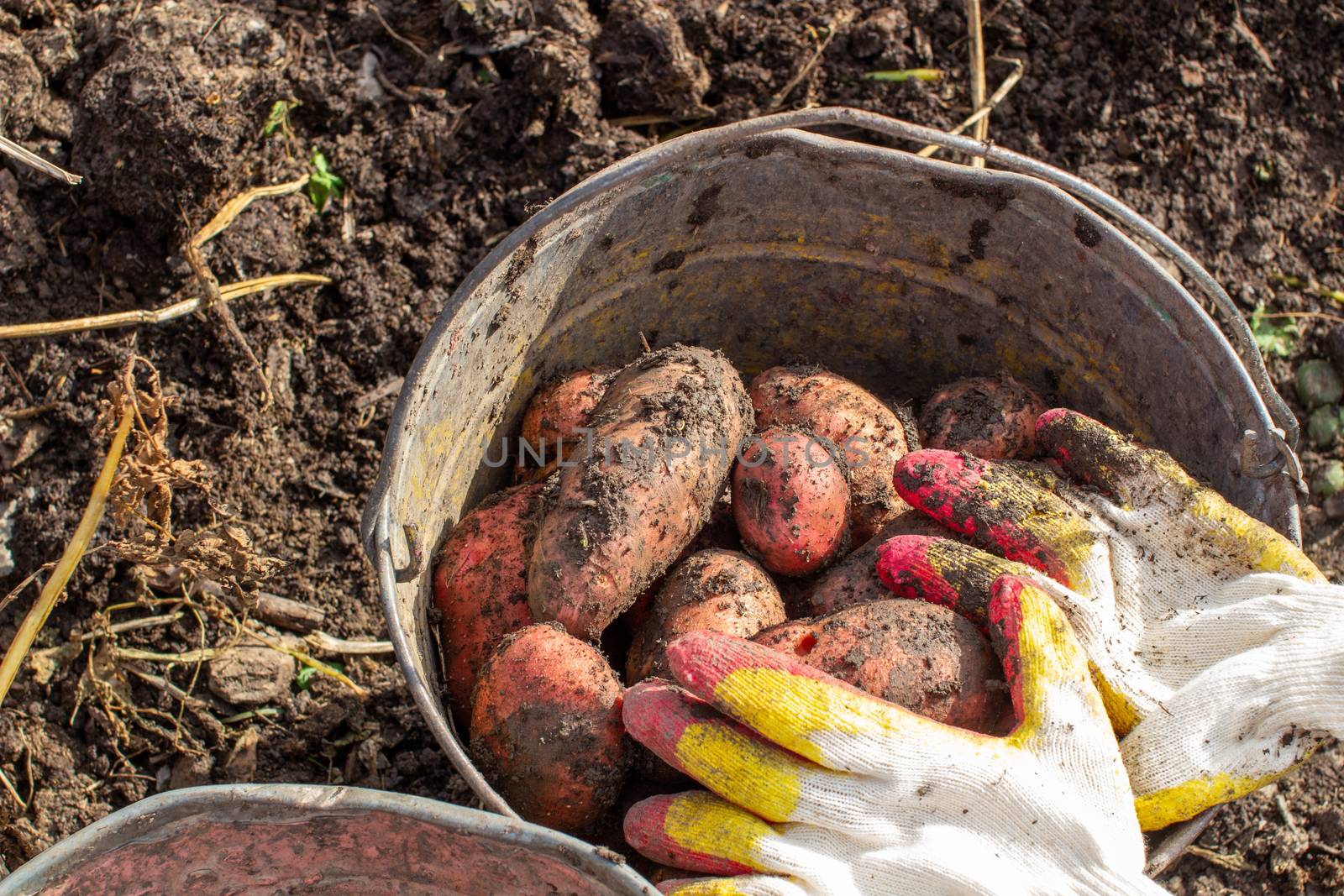 Digging potatoes in the garden. Collected potatoes in a bucket. Time of harvest, planting potatoes. Family farmers. Seasonal work.