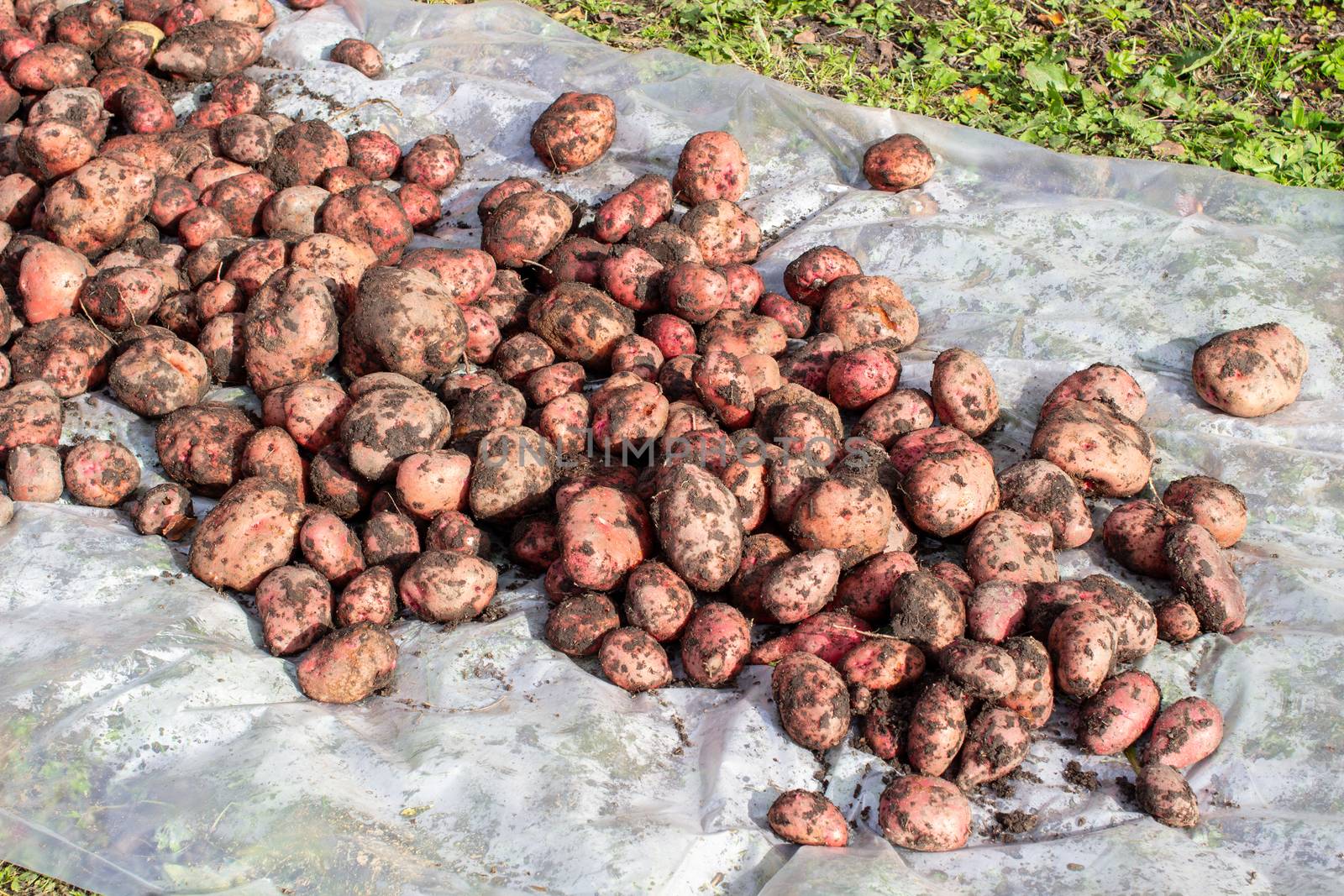 Digging potatoes in the garden. Time of harvest, planting potatoes. Family farmers. Seasonal work