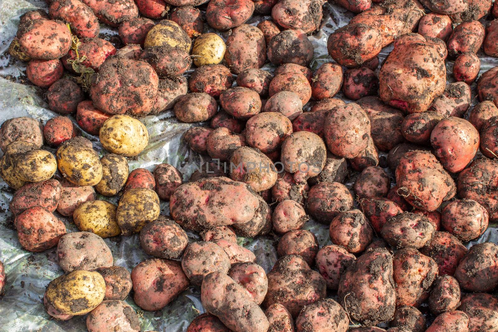 Digging potatoes in the garden. Time of harvest, planting potatoes. Family farmers. Seasonal work