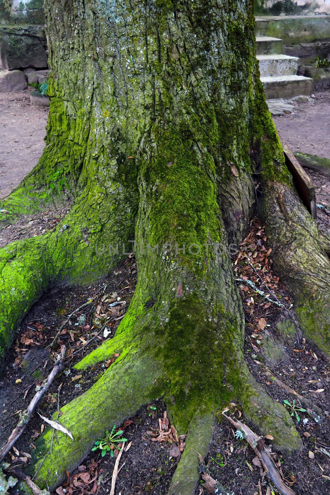 Large roots of an old tree. The trunk of the tree is covered with green moss