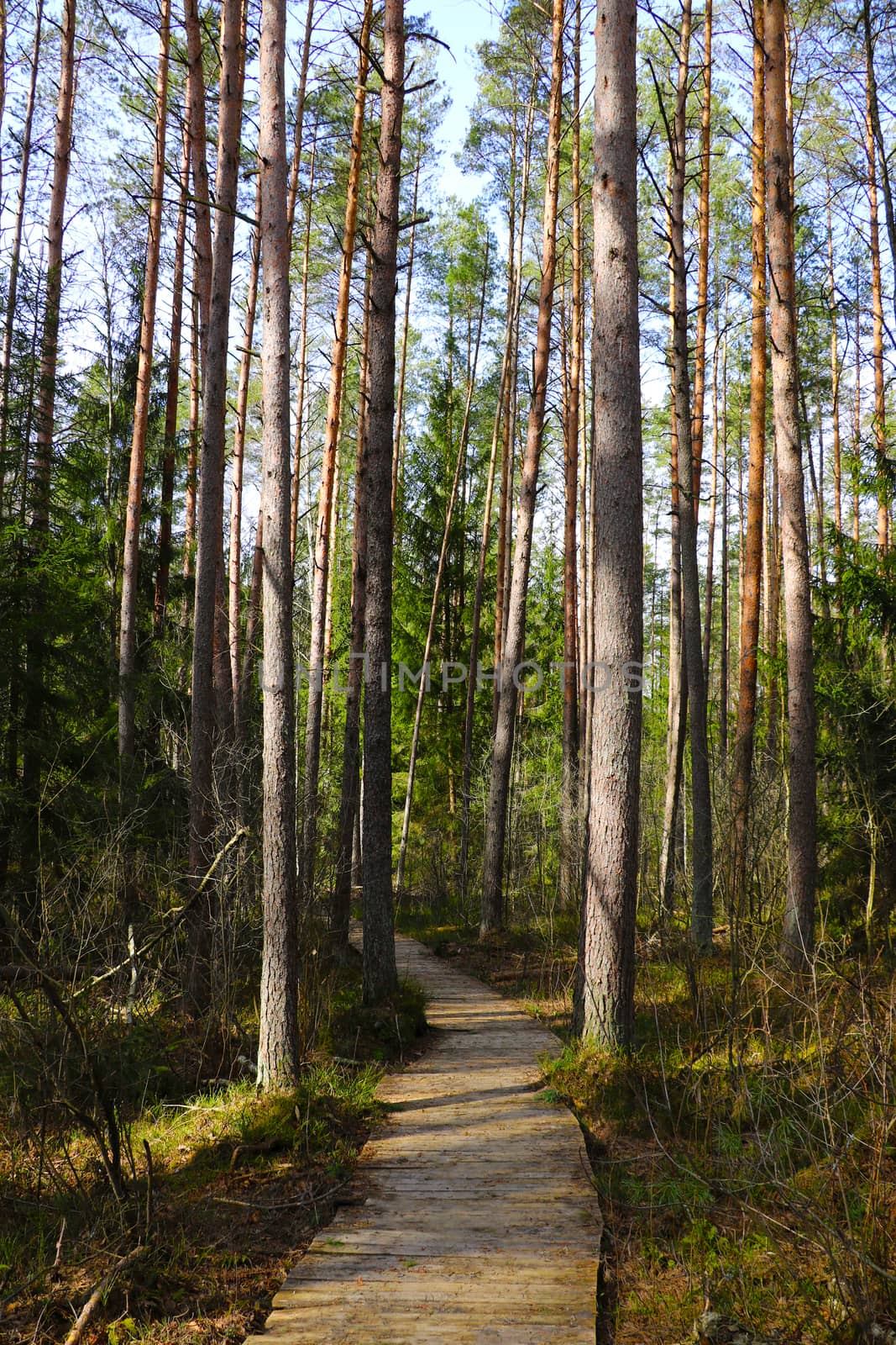 A beautiful trail for walking in the forest. Fresh clean air