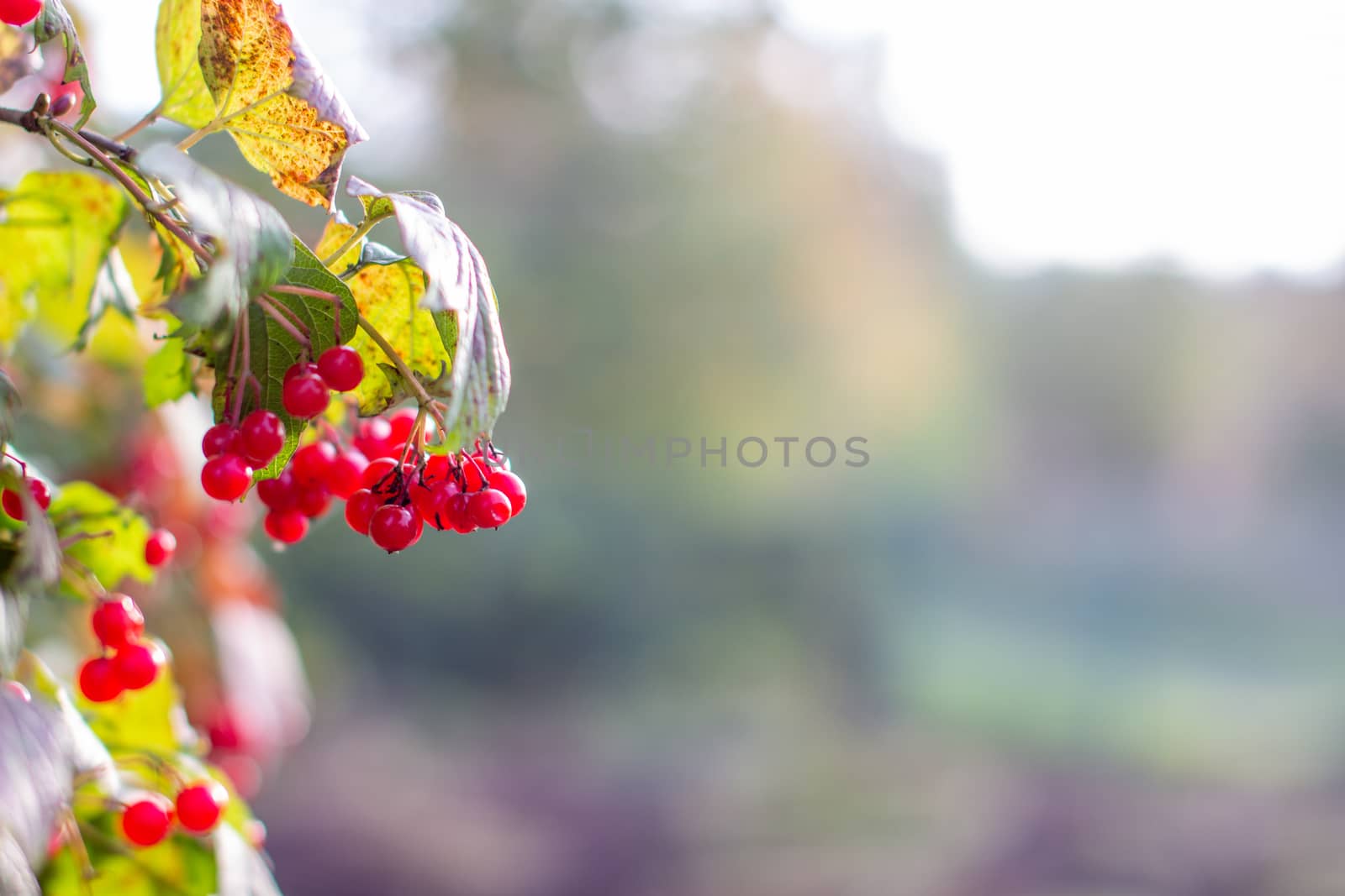 Viburnum berries and leaves in summer outdoors in the garden. A bunch of red viburnum berries on a branch. High quality photo