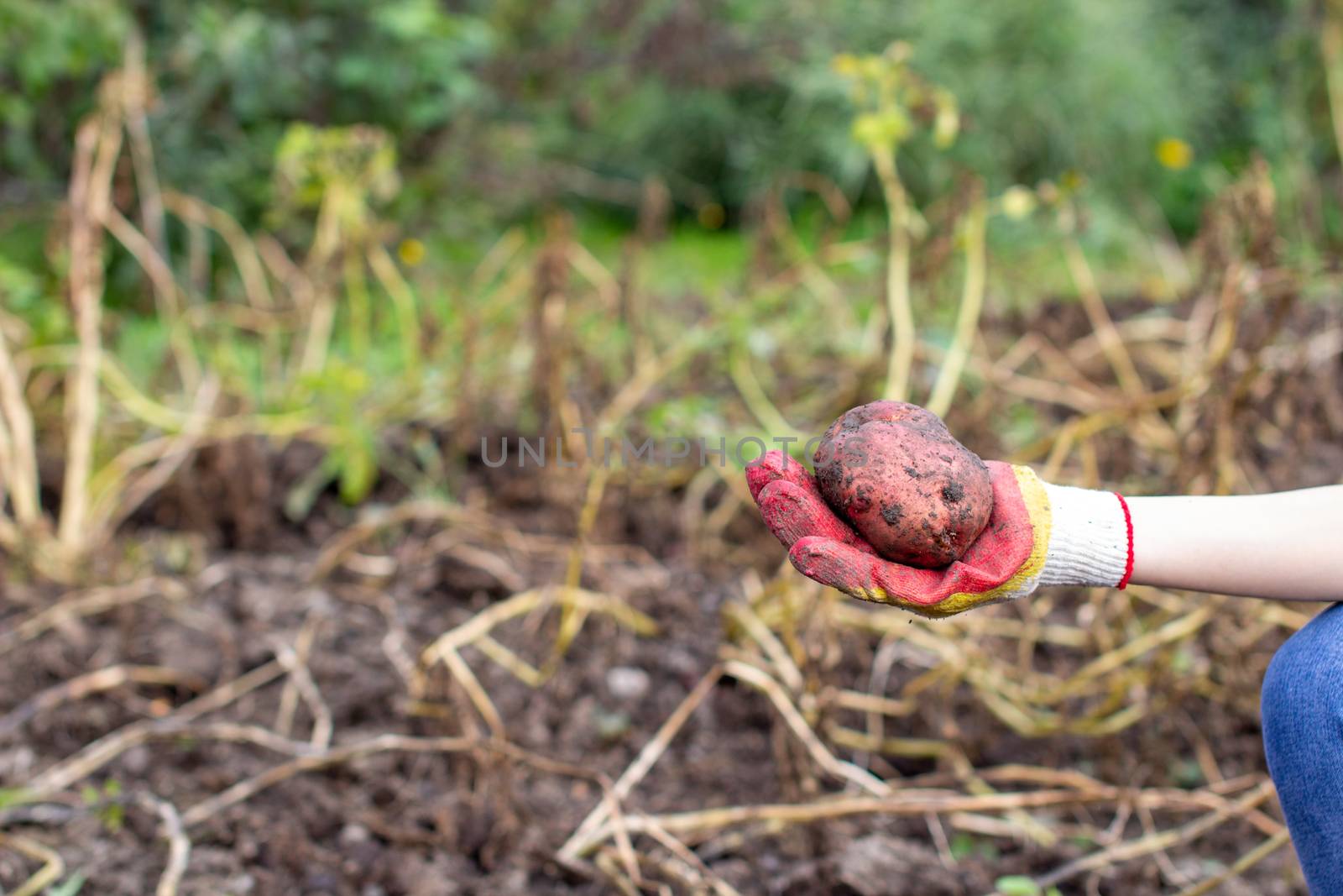 Digging potatoes in the garden. A large potato in your hand. Time for a good potato harvest. Family farmers. Seasonal work.