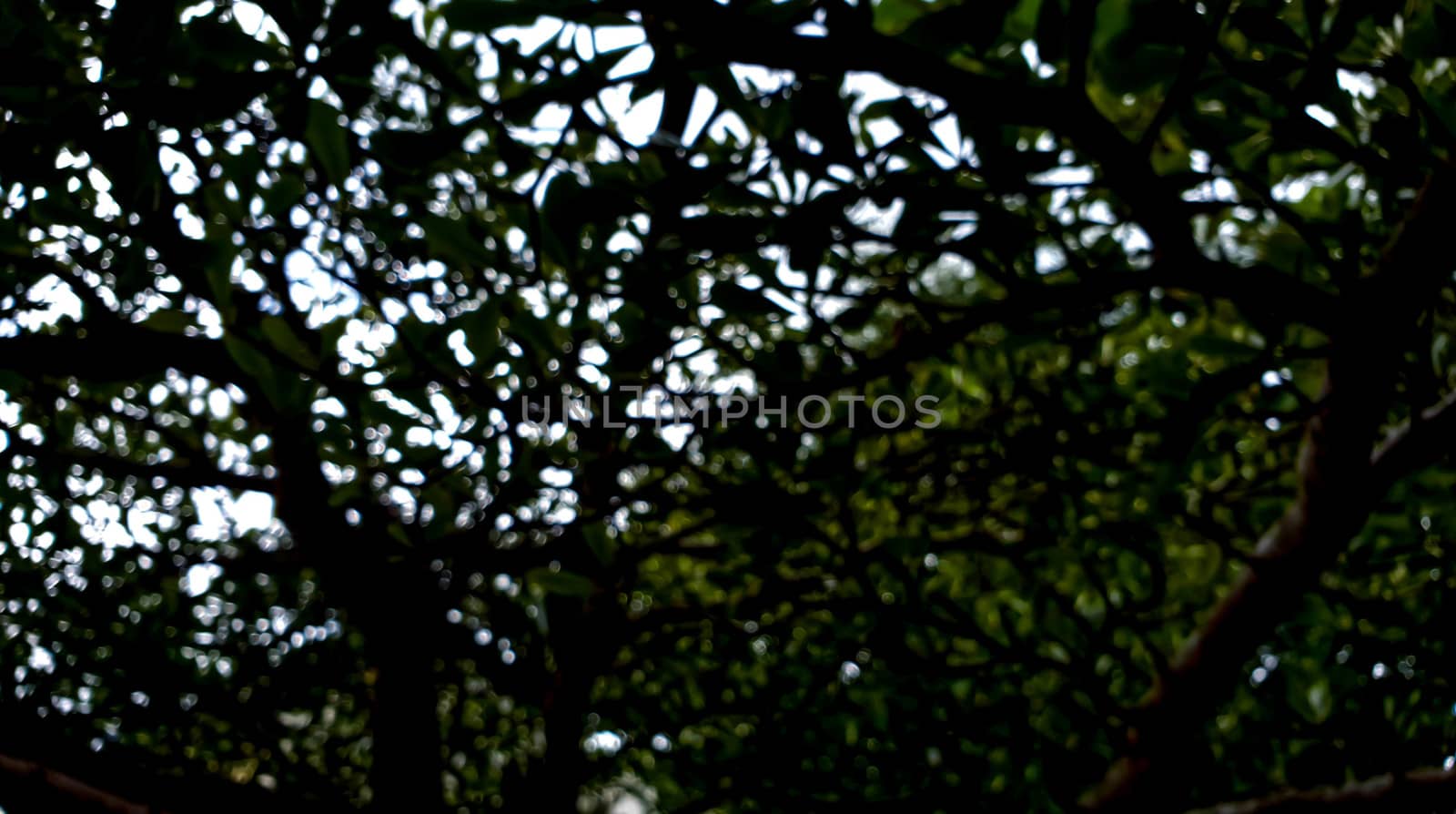 a bokeh scene of tree natural with shadow and light.