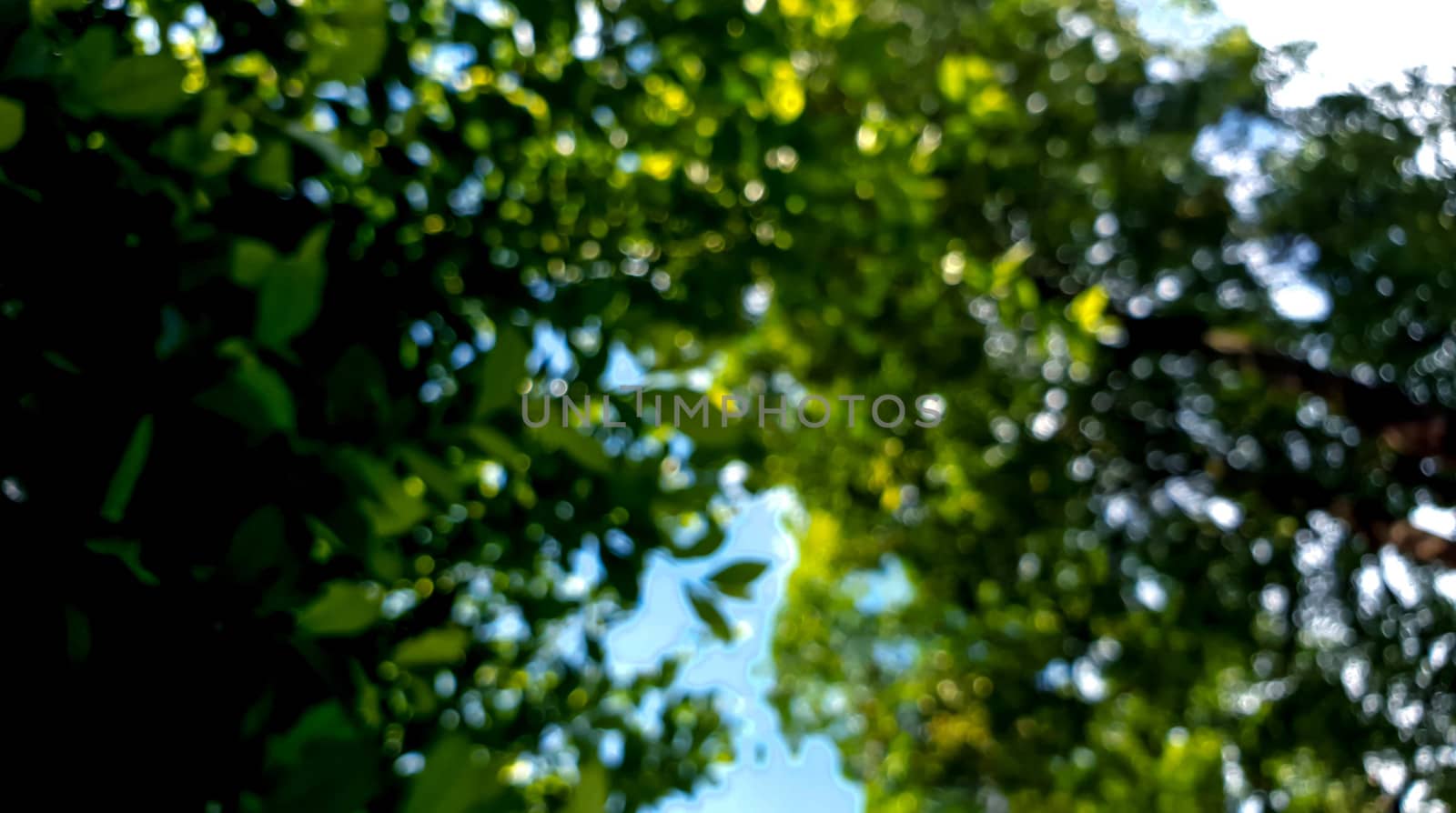a bokeh scene of tree natural with shadow and light.